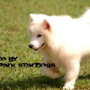 나나쿠키 이미지