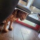 하스펫탈동물병원 이미지