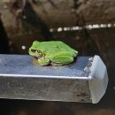 청개구리 이미지