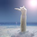 CAT 이미지
