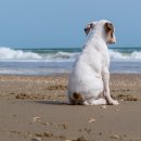 꼬리치는강아지 이미지