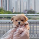 몽글몽글 이미지