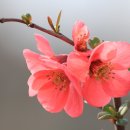 봄꽃한의원 이미지