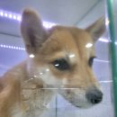 도로시펫강아지고양이