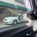 디반식스 | 세부덤프(세부는못가고 호텔링 당한 덤픜ㅋ)