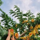 용천농원 이미지