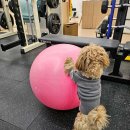 백짐 (100GYM) 이미지