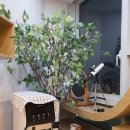 소하중학교 앞 이미지