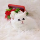 더나은펫샵 이미지