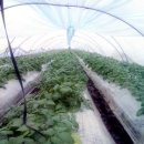 원진농장 이미지