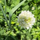 성당초등학교 이미지