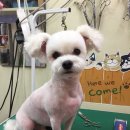 아지와 양이 이미지