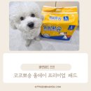 올패드 | 하루한장배변패드! 코코뽀숑 올데이 프리미엄 패드 실 사용후기