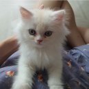 낭만고양이(강서점) 이미지