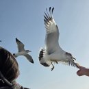 해뜨는민박 | &lt;군산 해뜨는식당민박&gt; 삼시세끼 다 주는 맛도리 민박집 후기!