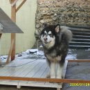 강아지 사랑 이미지