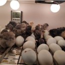 사무엘농장 이미지