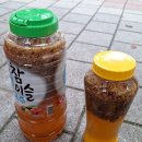 장수말벌 담금주 와 목청 밀랍주 이미지