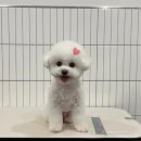 만두네살롱 | 모현동 쁘띠멍살롱 만두미용 후기 ♡