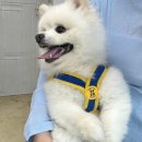 겨울나는나비 동물병원 이미지