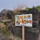 4월 1박2일 제주여행(제주시내, 함덕해변) 걸어서 모녀여행