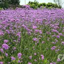 버들농원 이미지