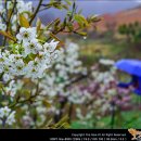 [압축후기] 20180414 ~ 20180415 1박2일 무진장[무주 진안 장수] 봄꽃여행 후기 - 꽃아기 울음소리 가득찬 봄날의 기억 이미지