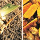 박왕수농장 이미지