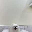 발렌티몽 이미지