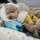 남해비엔비 | 남해 애견동반 에어비앤비 독채 감성 숙소 ㅣ 내돈내산 후기