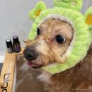 펫스파 | [전주] 전주 애견미용 고민 끝! 전주 펫아로마 전문 아로멍에서 애견스파 후기