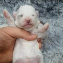 럭키켄넬 이미지