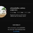 슈네발렌 이미지