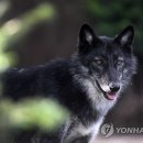 늑대