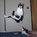 고양이날다 이미지