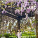 도순동 272-1 대천동주민센터 앞 횡단보도 | 5월 서귀포 여행 제주 등나무꽃 위치 개화시기 꽃말