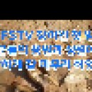 FSTV 장어인 이미지