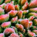 환타지아 이미지