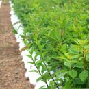 백삼농장 이미지