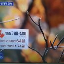 🎋설악산 기후이상현상 10월에 진달래 피다 이미지