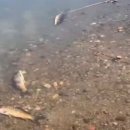 수영강 세월교 이미지