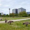 미국 시애틀 레이크 유니온 공원(Lake Union Park)의 캐나다기러기(Canada Goose) 이미지