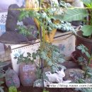 아지농장 이미지