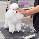 펫1번가미용 이미지