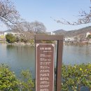 봉황교 | 김천 연화지 벚꽃축제 개화상황 프로그램 후기