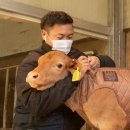 한우사육사 이미지