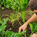 그린족발 이미지