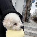 광명시티동물병원 | 강아지 기력 없을 때 병원 가야 할까? 광명 동물병원 검사 후기