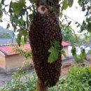 송화농장 이미지