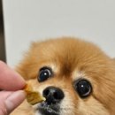 슈퍼마이펫 네이버블로그